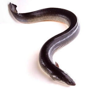 anguillette