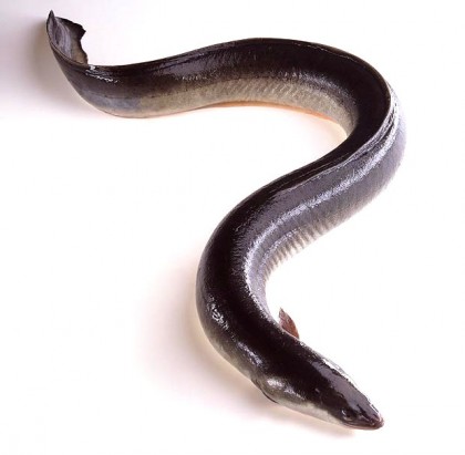 L&rsquo;anguille
