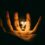 Aux consciences fermes