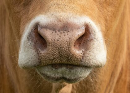 Mercosur, au-delà des hormones