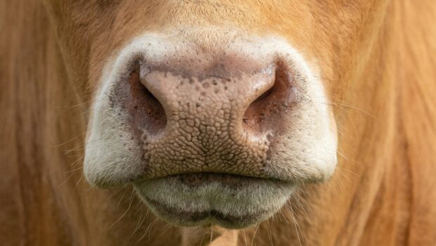 Mercosur, au-delà des hormones