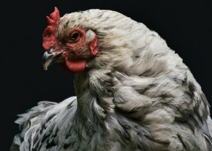 Tambouille identitaire