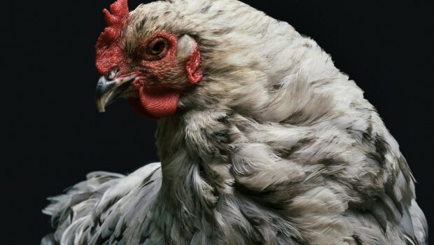 Tambouille identitaire